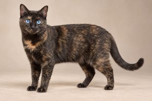 Ojos Azules cat breed