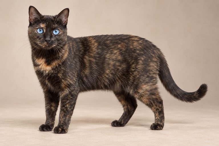 Ojos Azules cat breed
