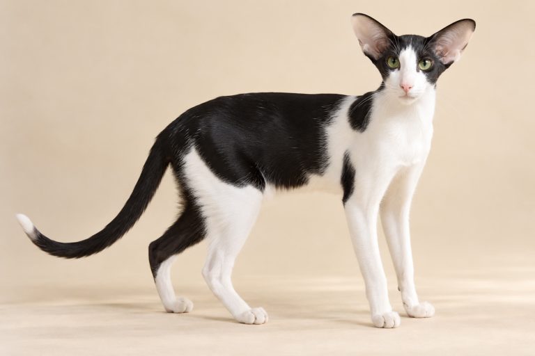 Oriental Bicolor cat breed