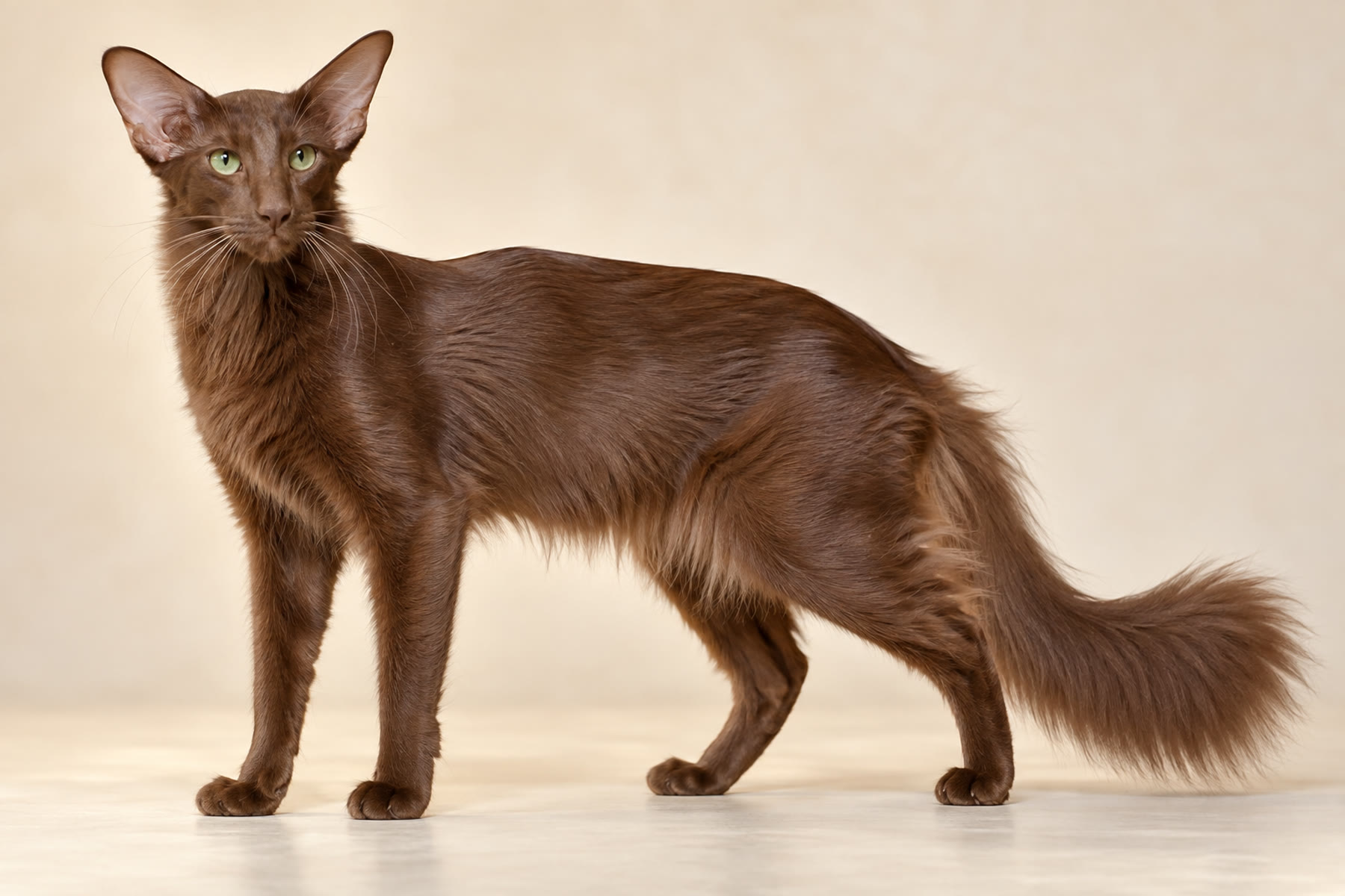 Oriental Longhair cat breed