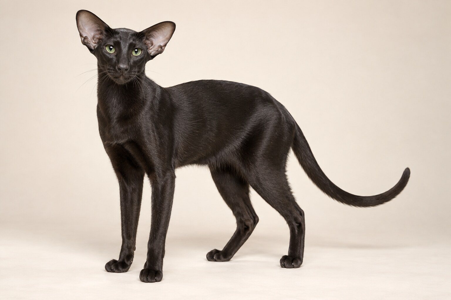Oriental Shorthair cat breed