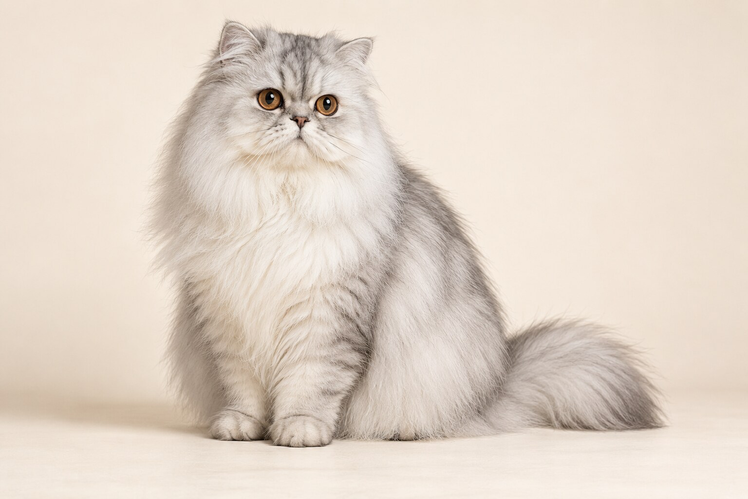 Persian cat breed