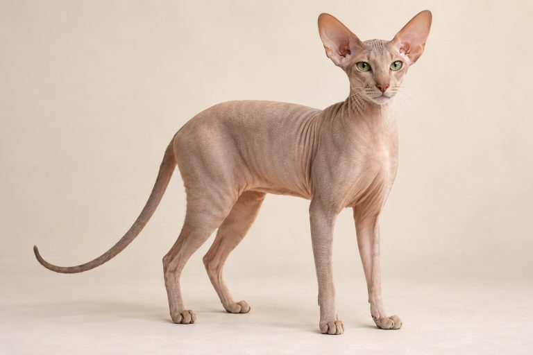 Peterbald cat breed