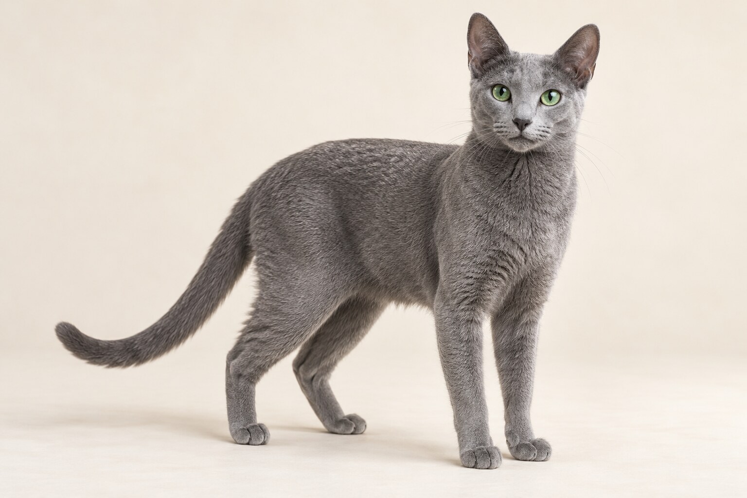 Russian Blue cat breed