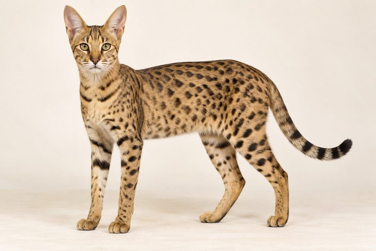 Savannah cat breed
