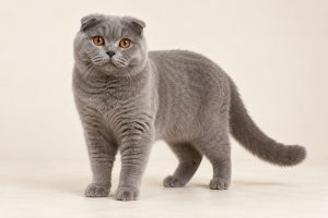 Scottish Fold cat breed