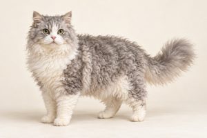 Selkirk Rex cat breed