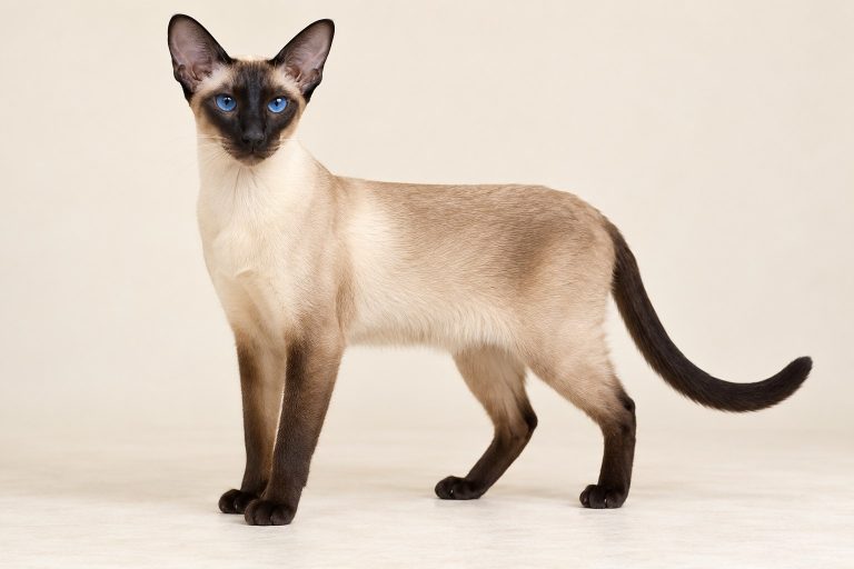 Siamese cat breed