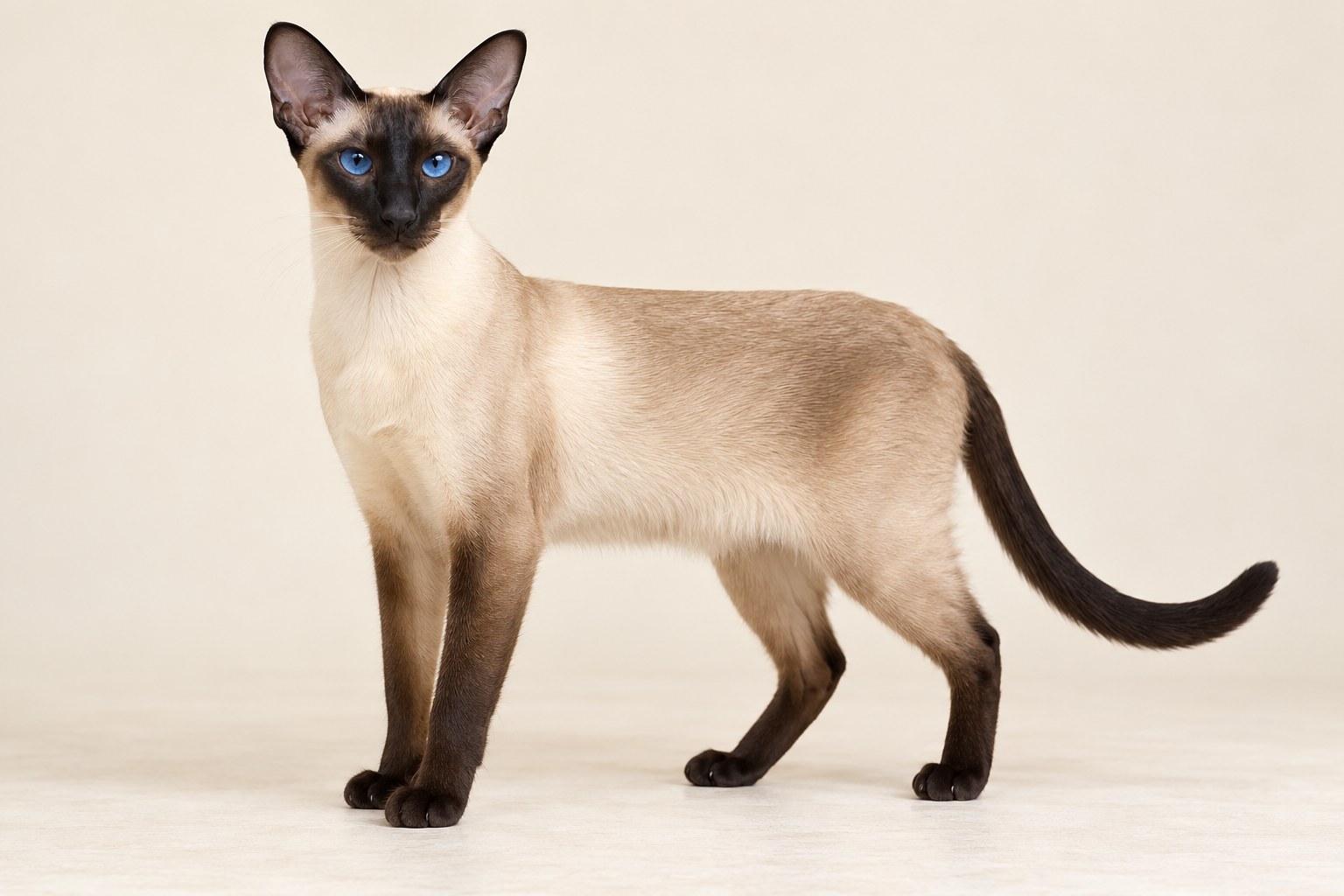 Siamese cat breed