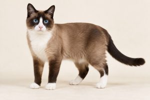 Snowshoe cat breed