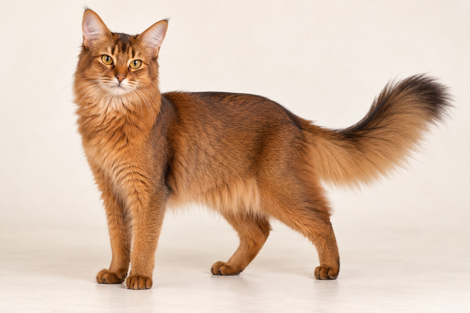Somali cat breed
