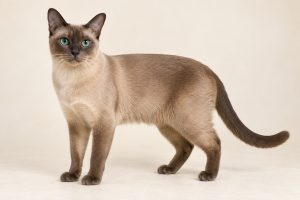 Tonkinese cat breed