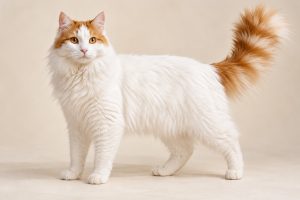 Turkish Van cat breed