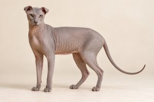 Ukrainian Levkoy cat breed